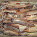 Frozen Squid Illex Argentina untuk borong